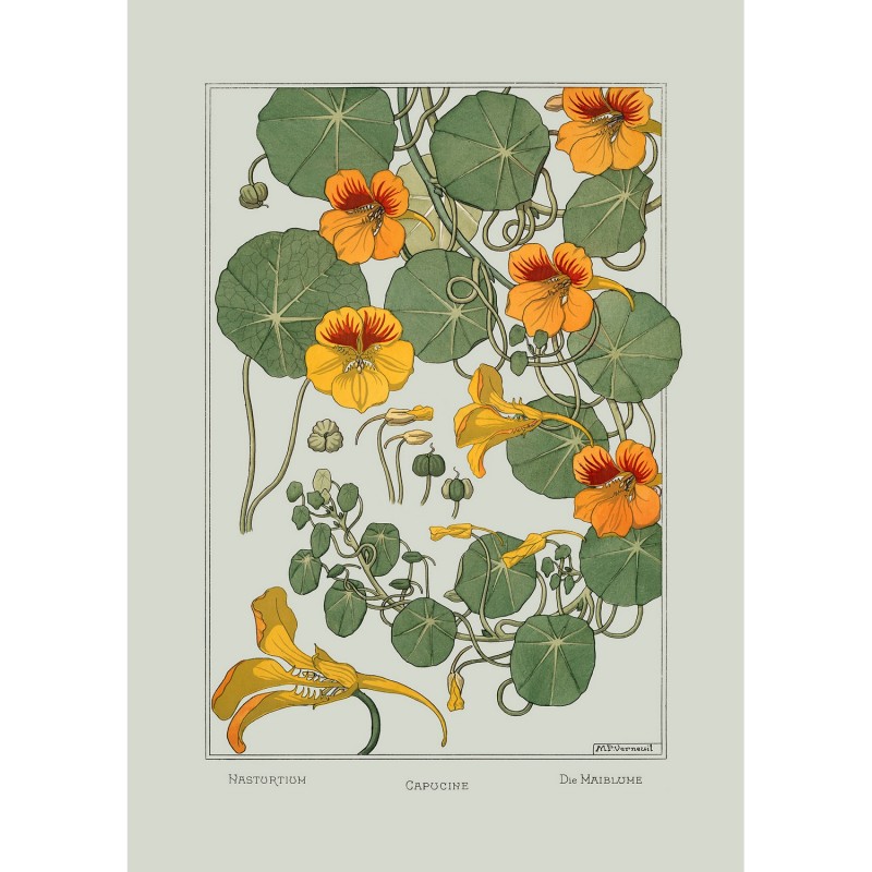 Affiche botanique fleurs Capucine, THE DYBDAHL CO