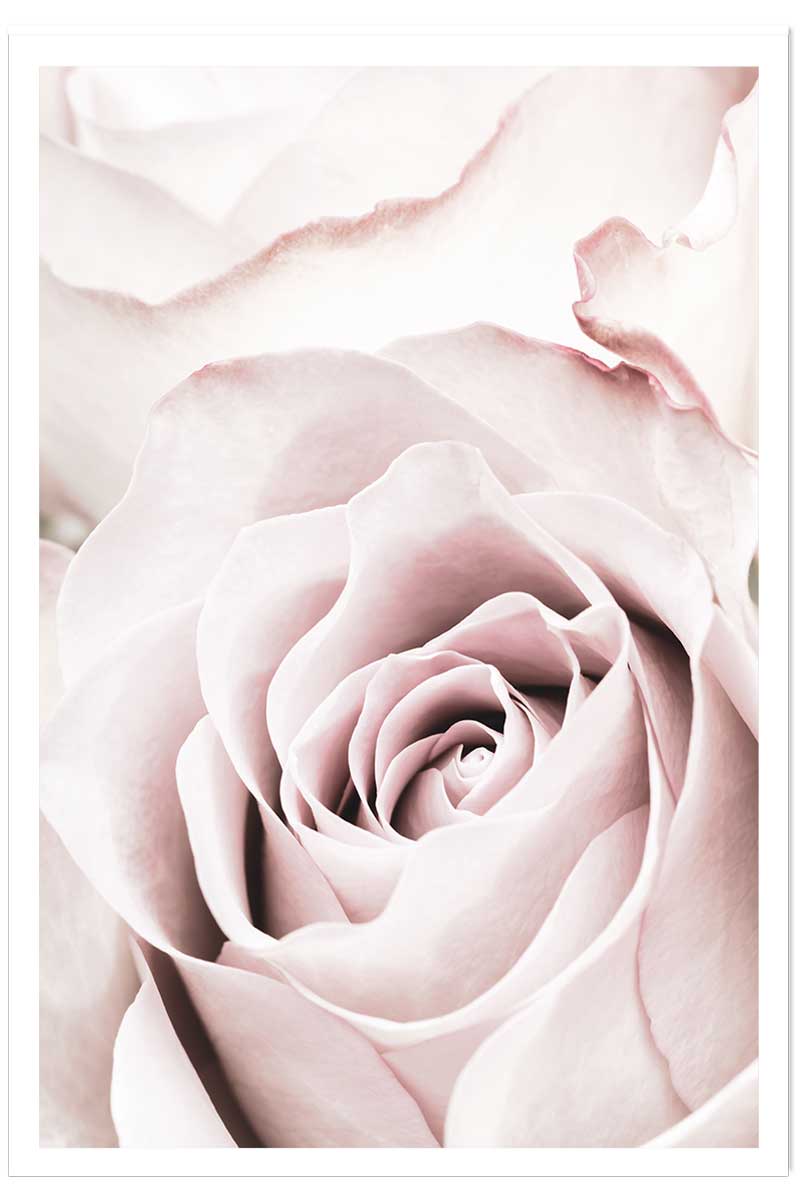 Affiche rosa romantica, HEXOA
