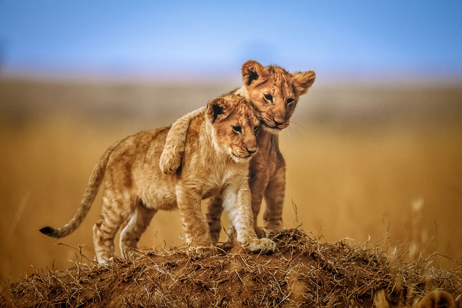Tableau animaux brothers for the life, HEXOA