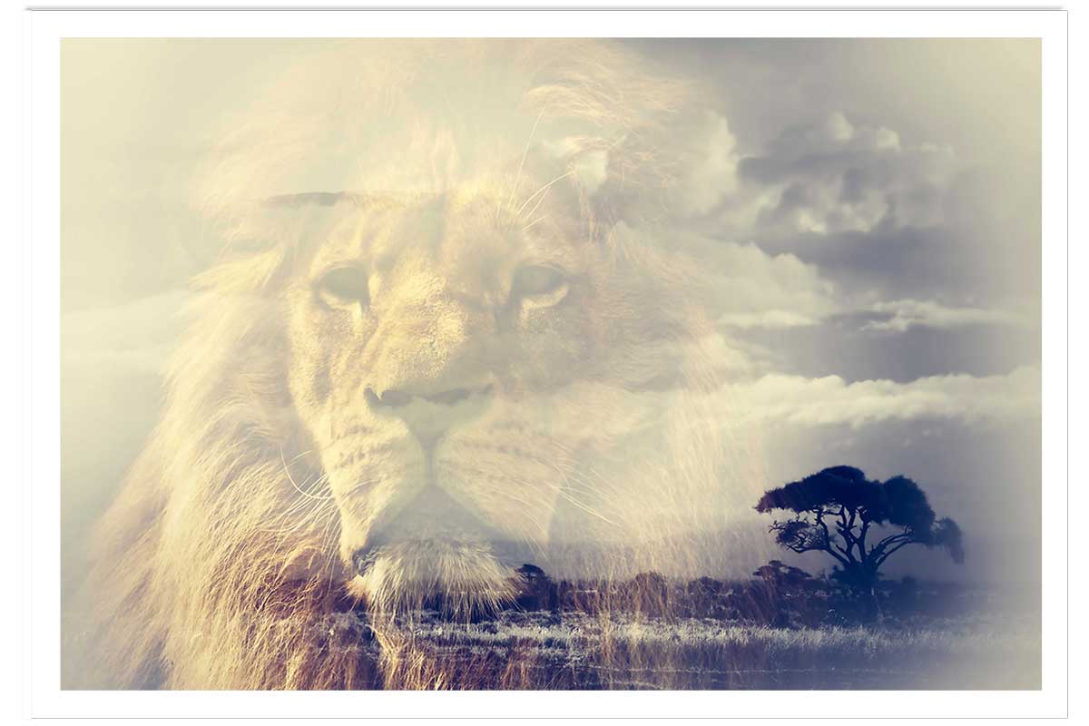 Affiche animaux lion and mount kilimanjaro, HEXOA