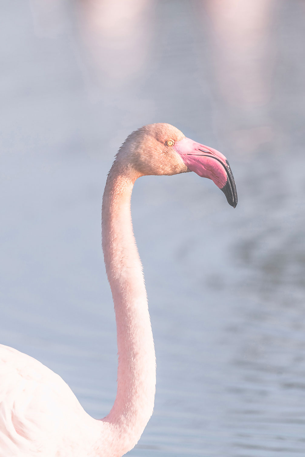 Tableau pastel pink flamingo, HEXOA