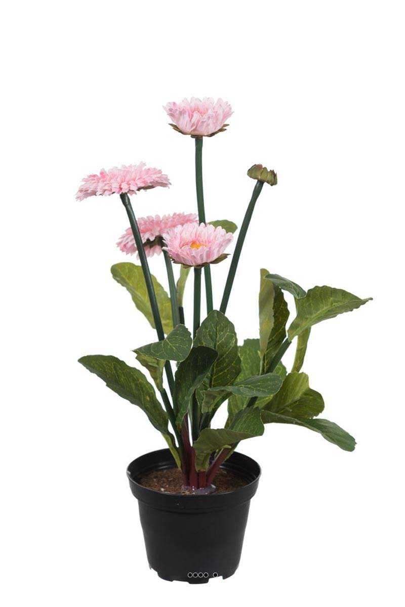 Bellis perennis, paquerettes artificielles, ARTIFICIELLES