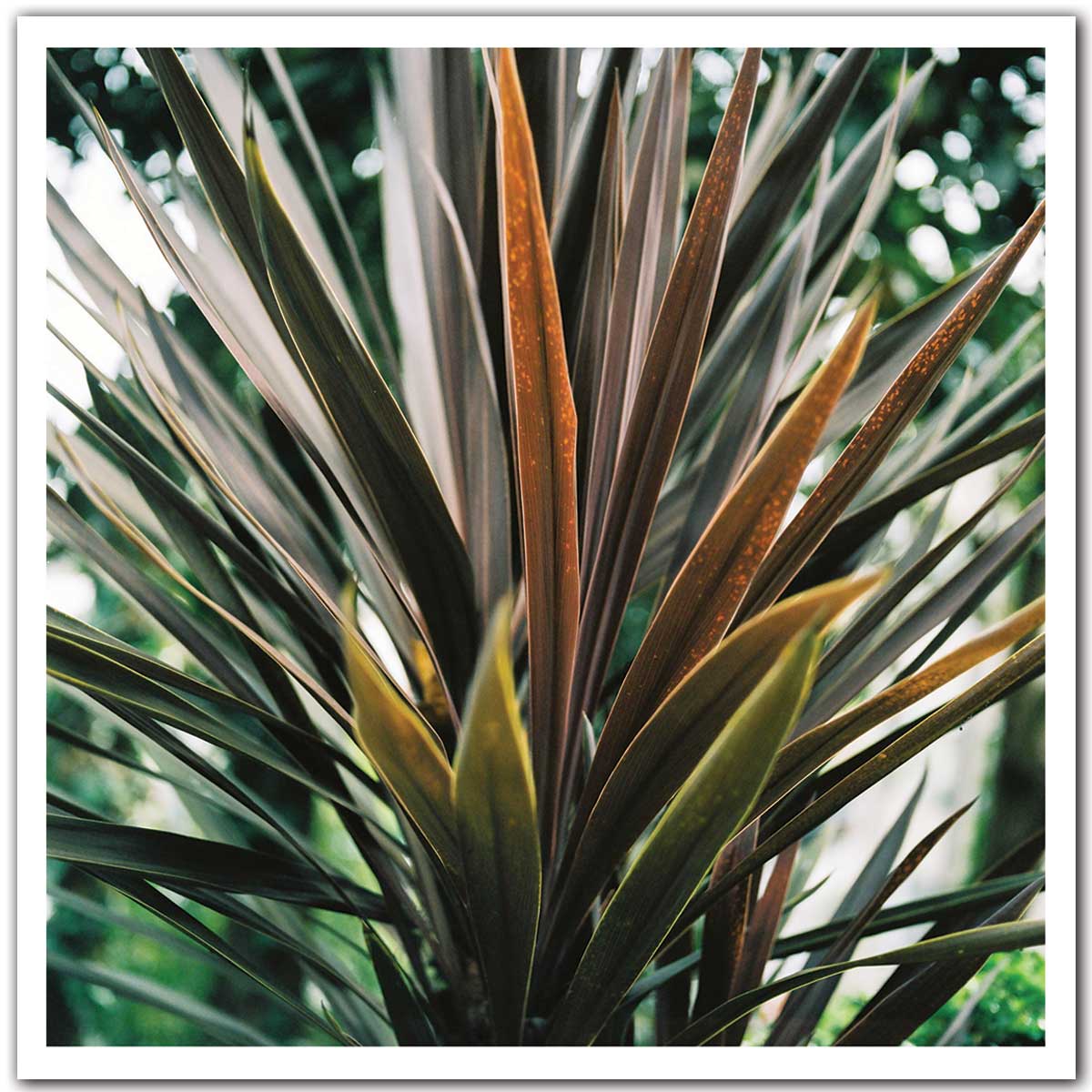 Affiche fleur de yucca et forêt tropicale, HEXOA