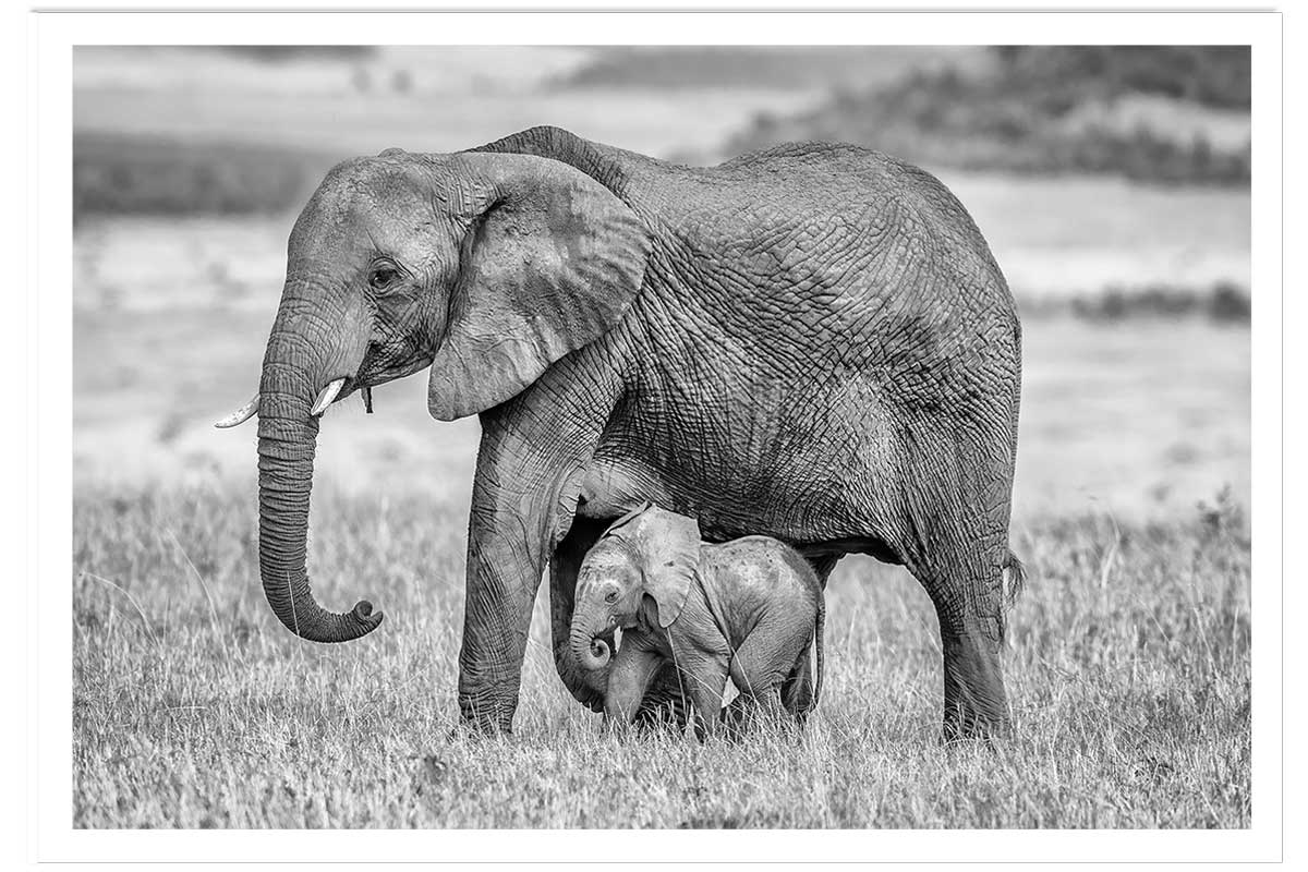 Affiche Mère éléphant, HEXOA