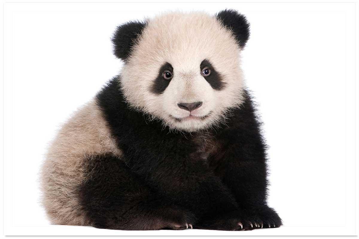 Affiche enfant bébé panda, HEXOA