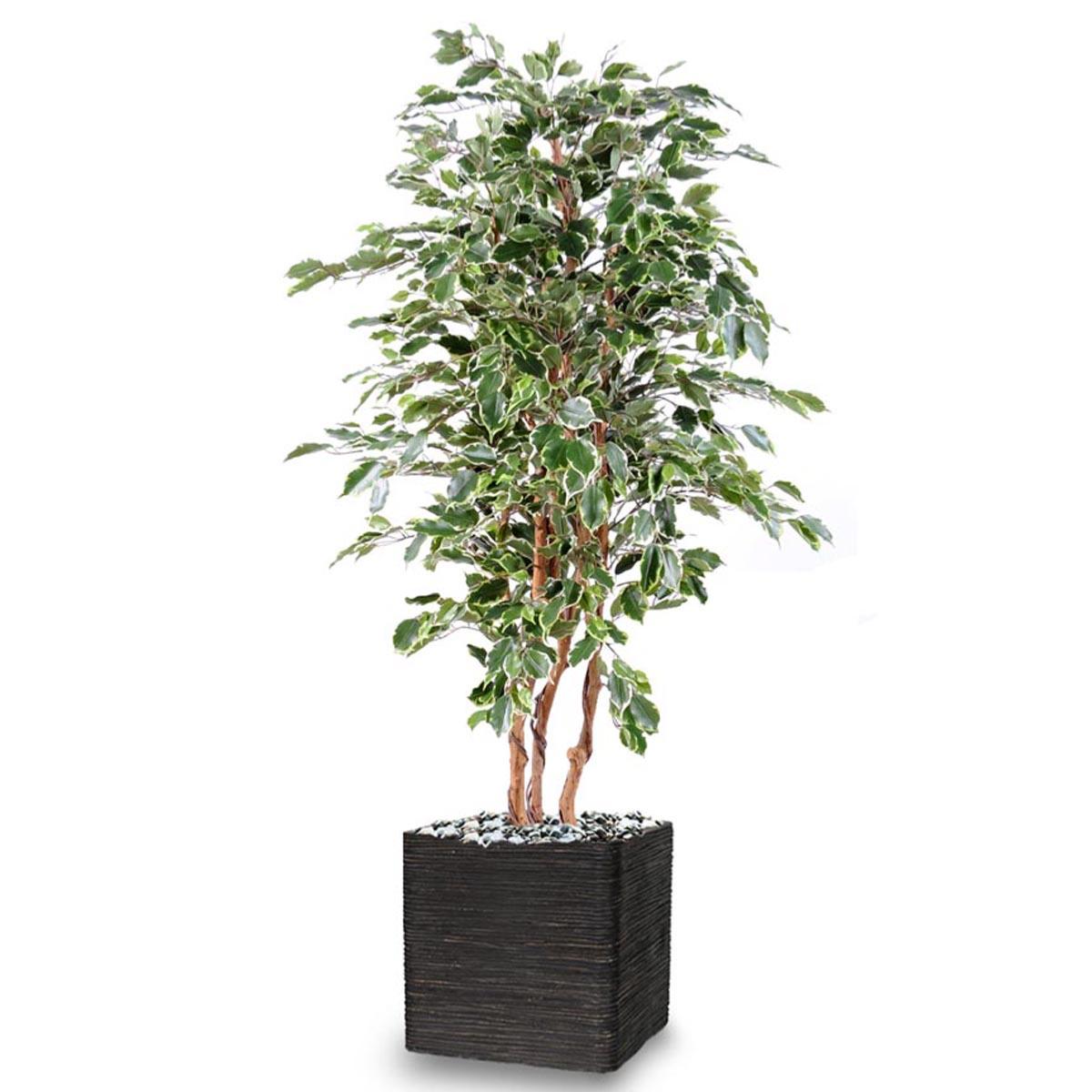 Ficus Exotique factice multitroncs naturels e, ARTIFICIELLES