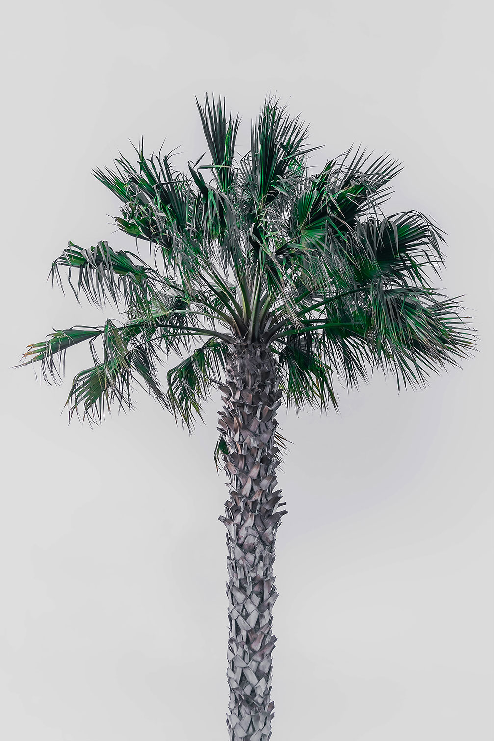 Tableau coconut palm, HEXOA