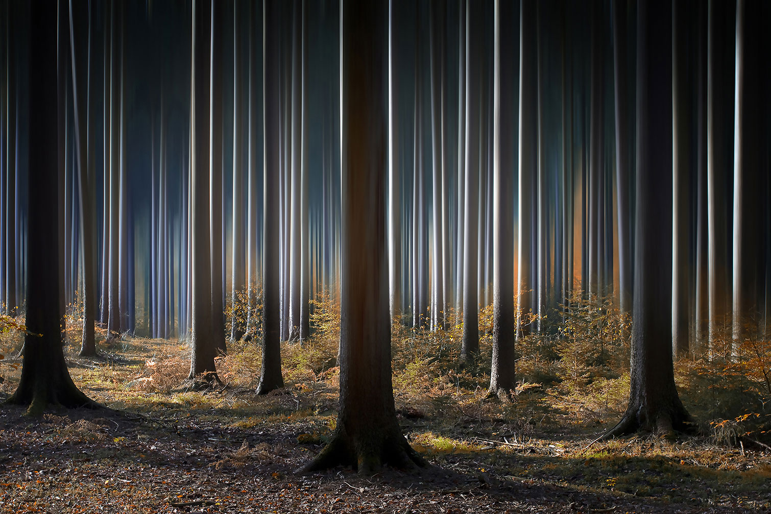 Tableau forêt fantastique, HEXOA