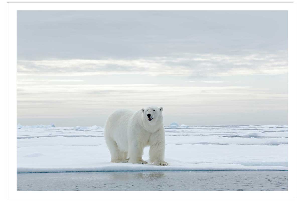 Affiche ours blanc sur la banquise, HEXOA