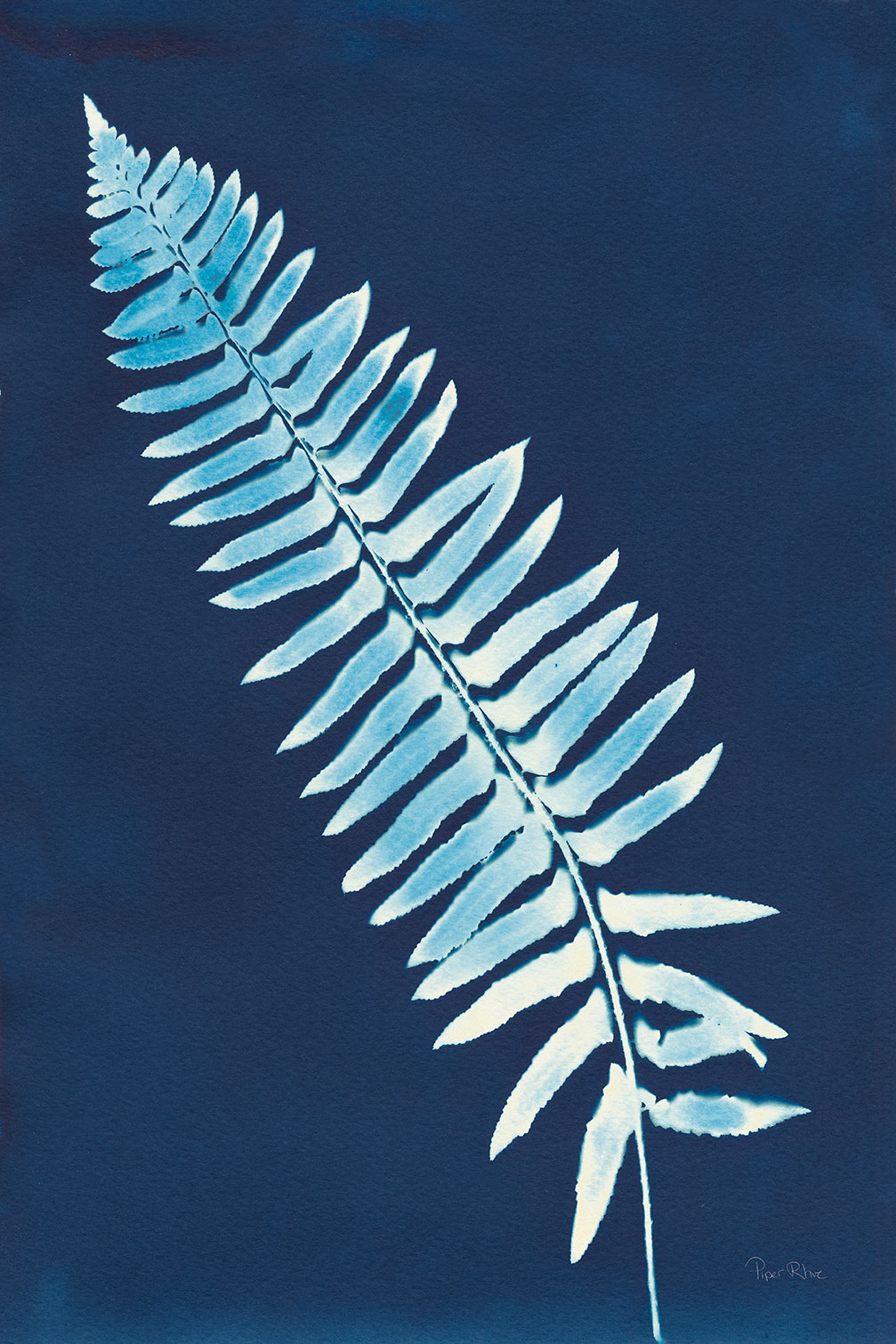 Tableau fleurs Fougère bleue, HEXOA