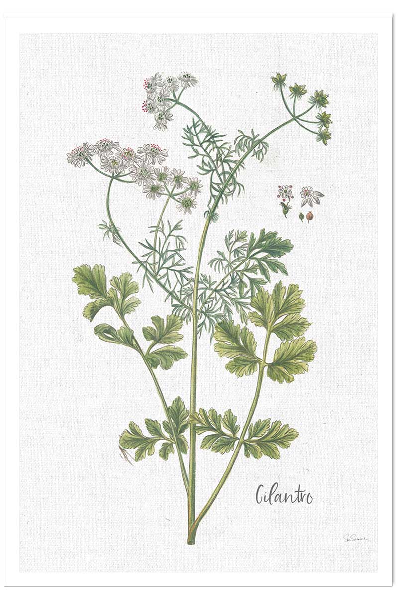 Affiche fleurs Coriandre dessinée, HEXOA