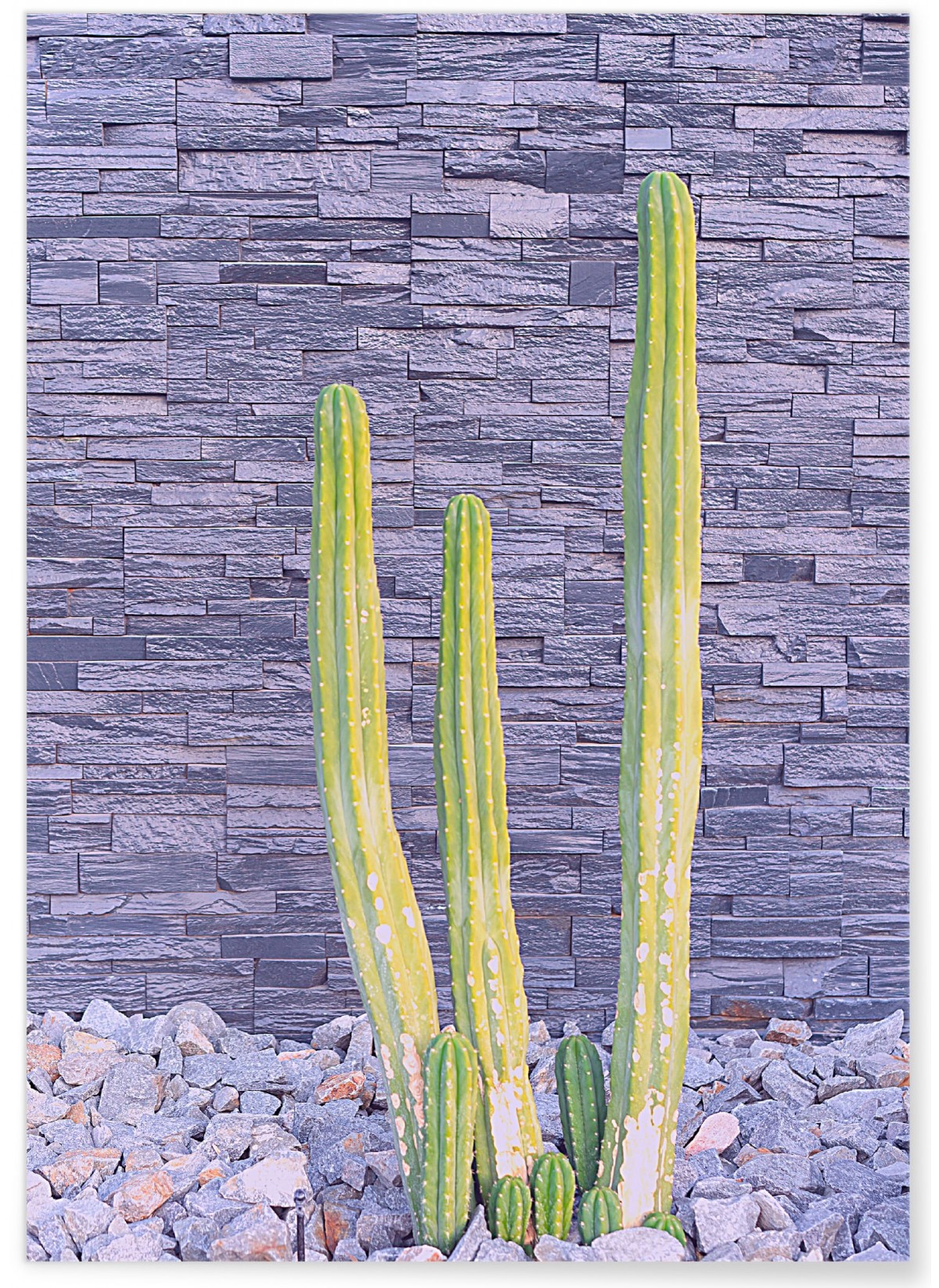 Affiche nature Cactus 2, L'AFFICHERIE