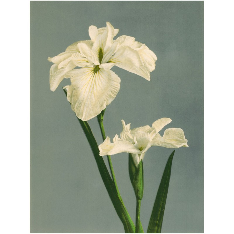 Affiche fleur Iris Laevigata, THE DYBDAHL CO