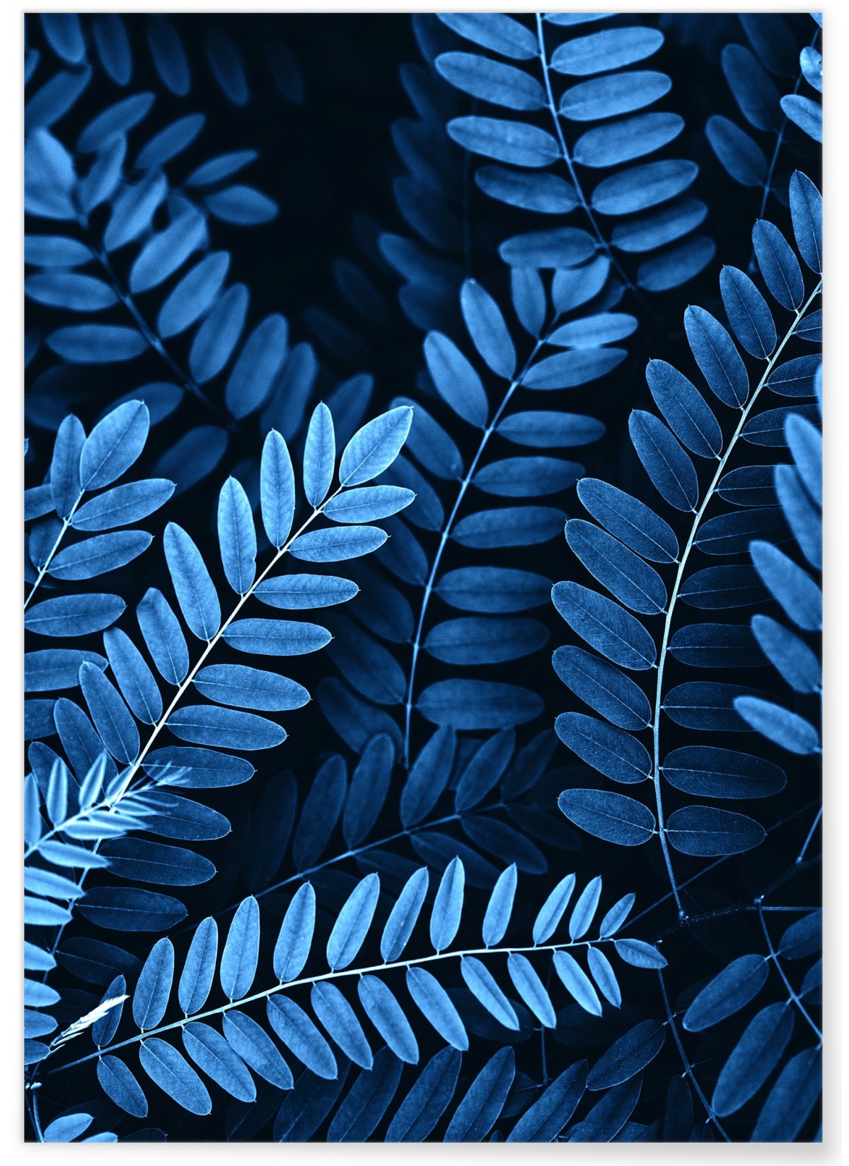Poster Nature Feuilles d'Acacia, L'AFFICHERIE