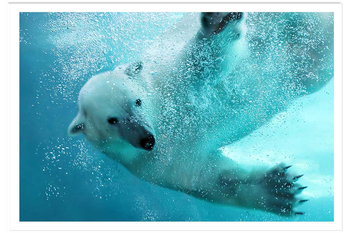 Affiche ours blanc en plein plongeon, HEXOA