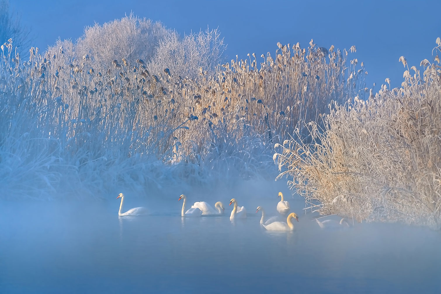 Tableau cygnes dans le givre matinal, HEXOA