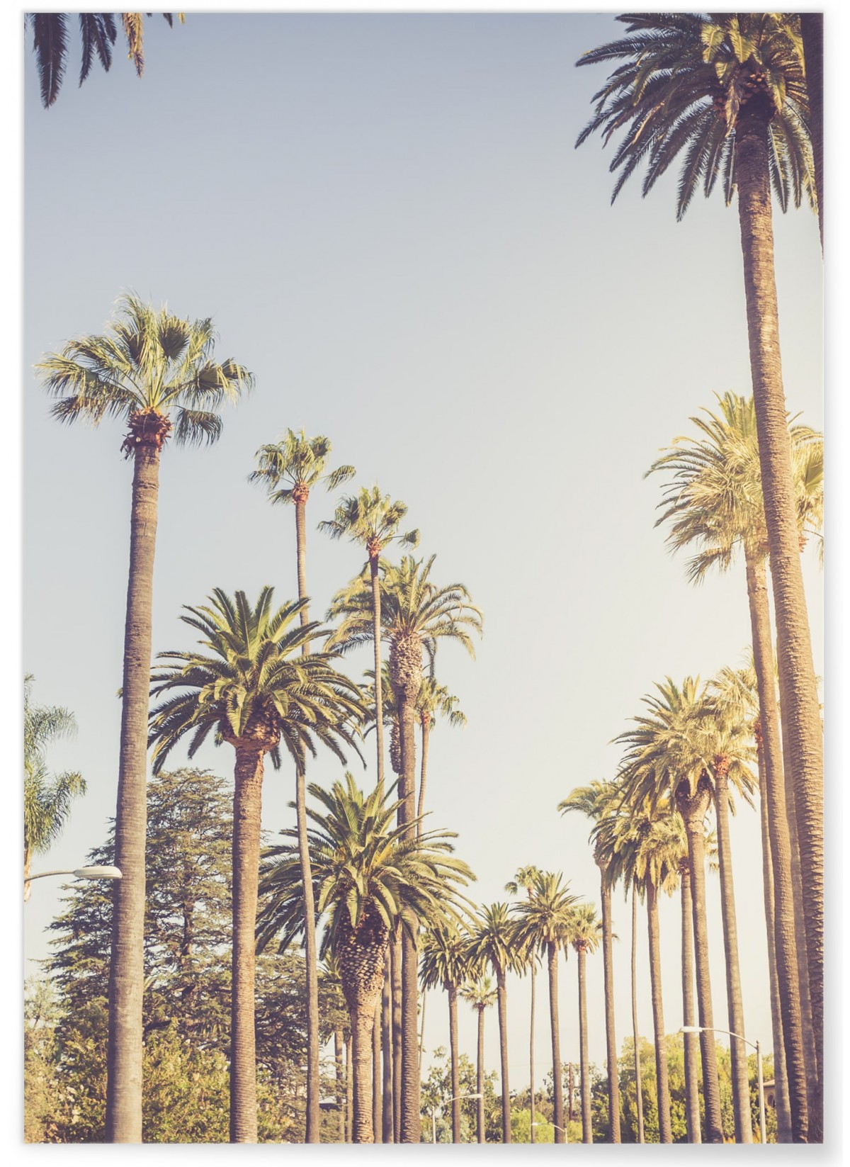 Poster Palmiers de Beverly Hills, L'AFFICHERIE
