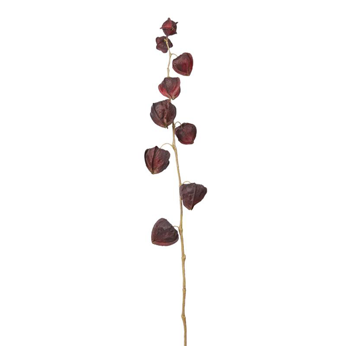 Tige de physalis artificielle H54, SIA DECO