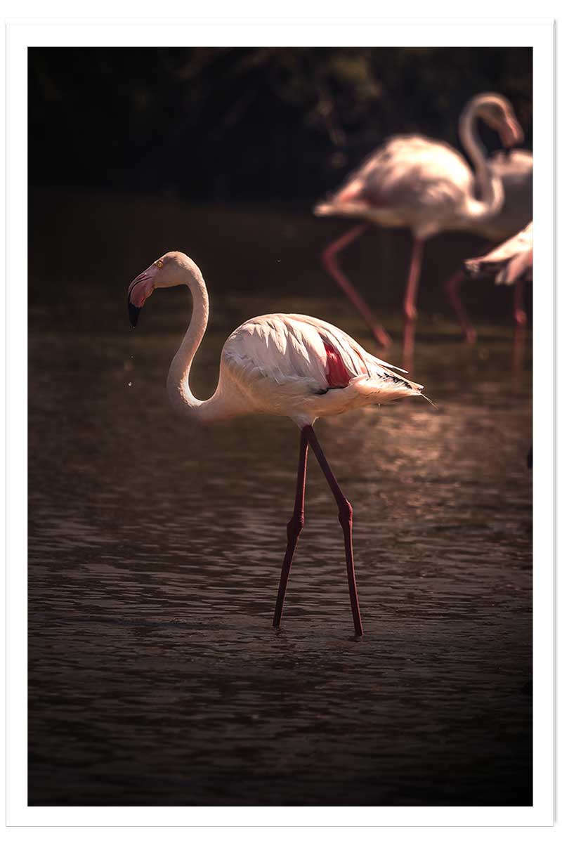 Affiche flamingo in miami, HEXOA