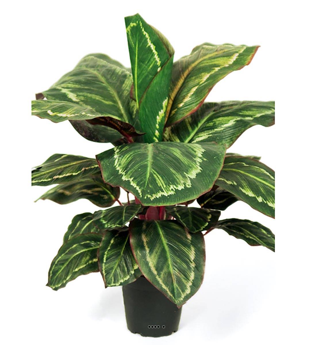 Maranta plante artificielle en pot H 55 cm, ARTIFICIELLES