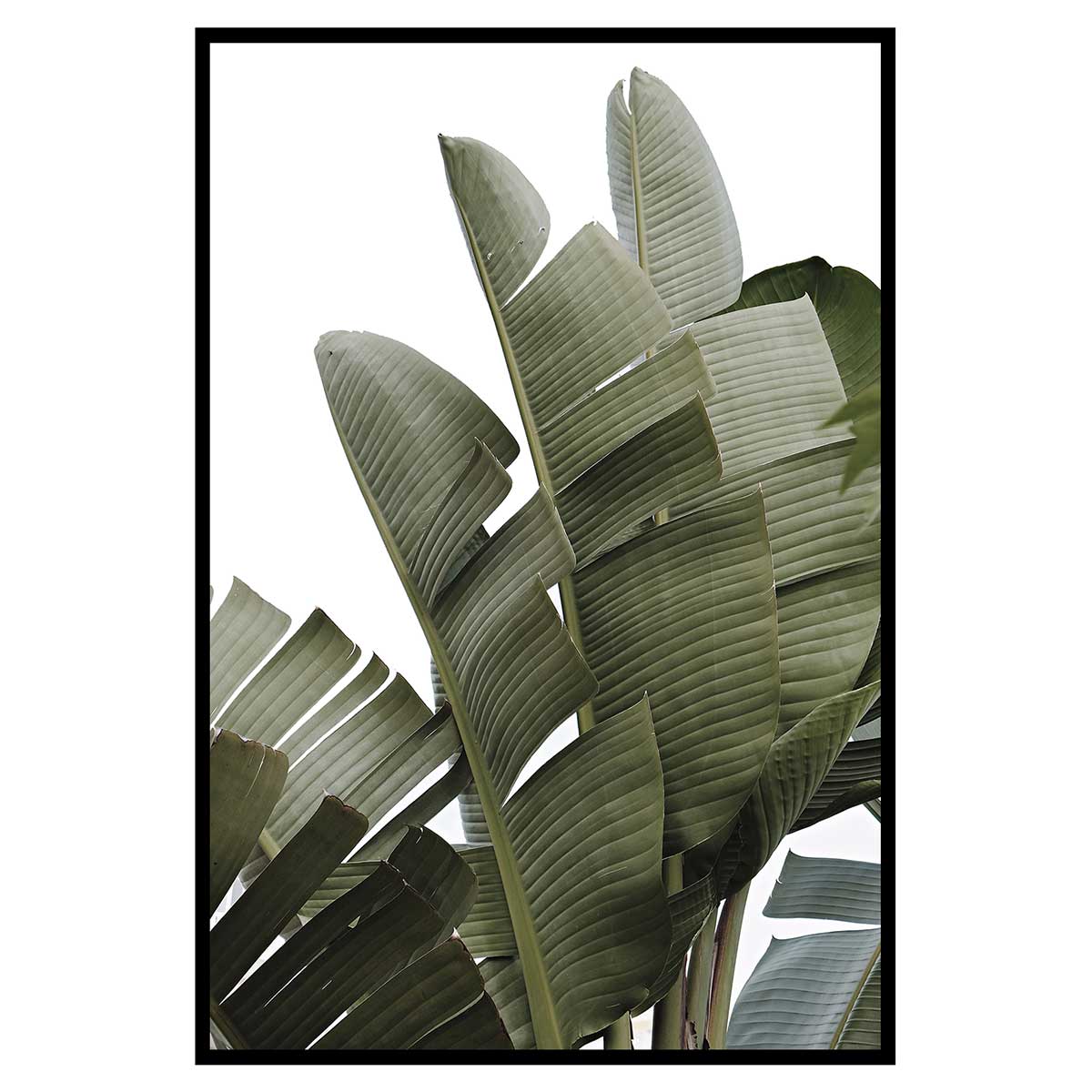 Affiche encadrée feuilles tropicales vertes minimalistes, HEXOA
