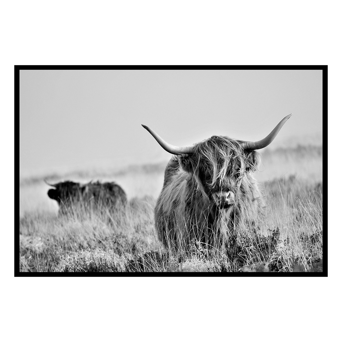 Affiche encadrée Highland écossais en noir et blanc, HEXOA