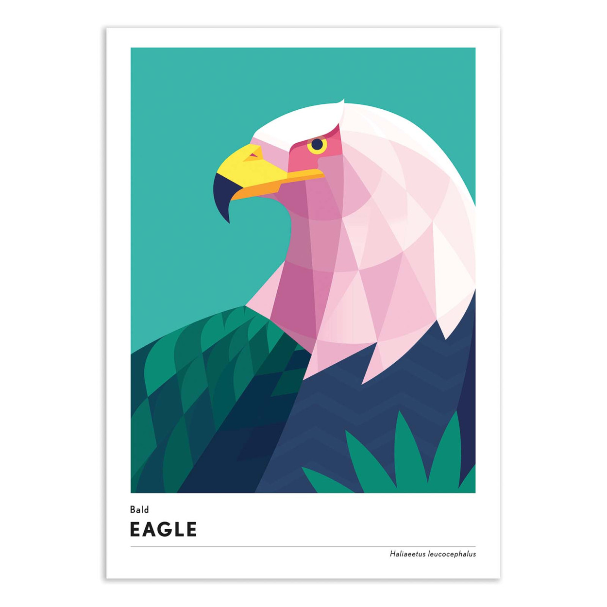 Affiche d'art - Bald eagle - Mark Harrison, WALL EDITIONS