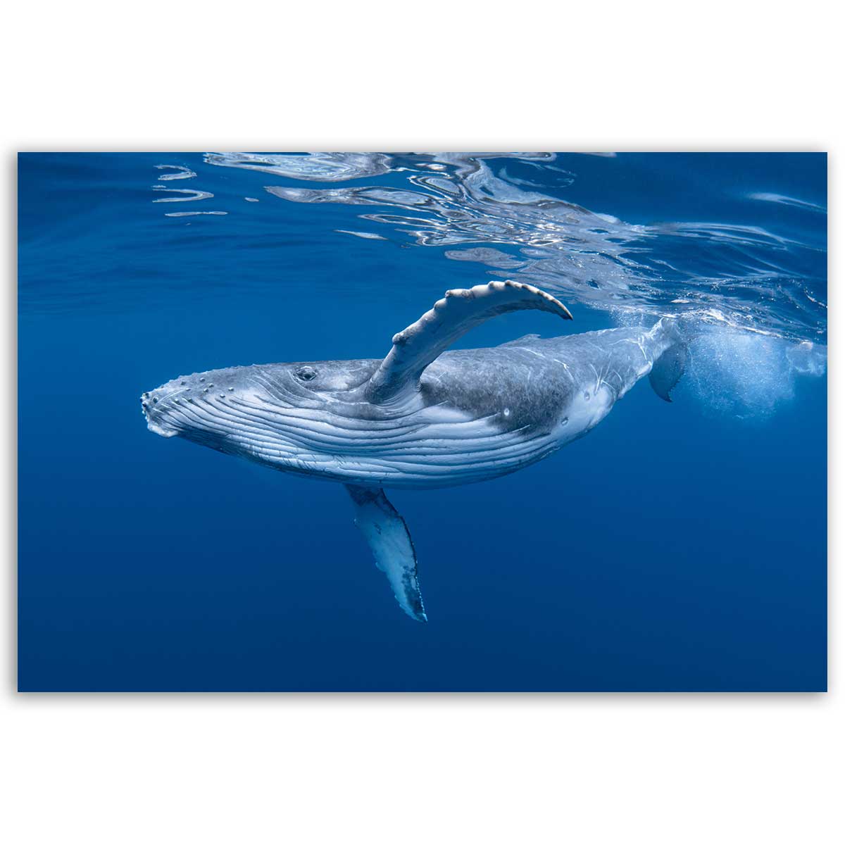 Tableau baleine majestueuse nageant sous l’océan, HEXOA