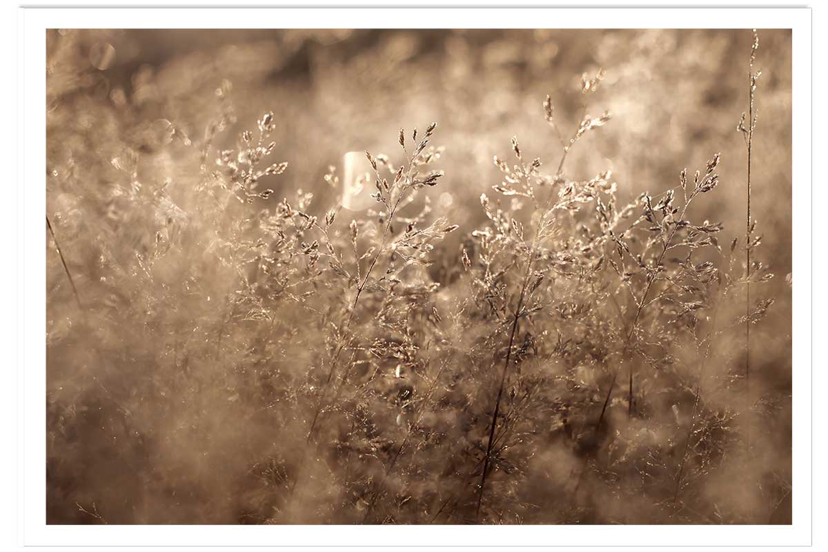 Affiche fleurs field grass, HEXOA