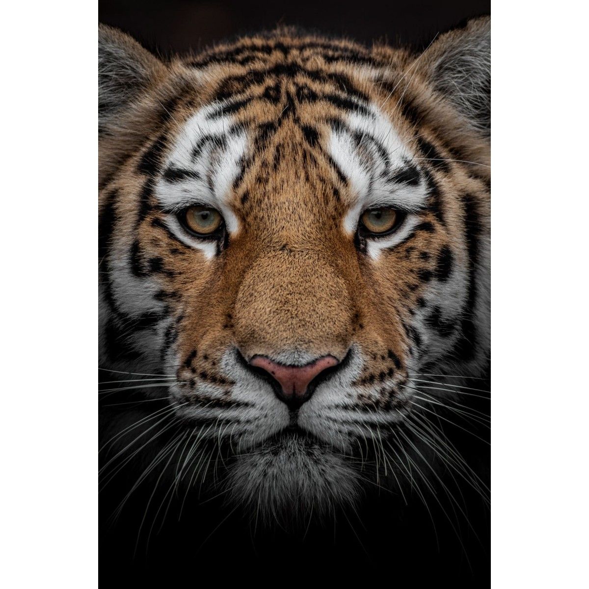 Tableau Sur Verre Portrait Tigre Orange Ceanothe La Redoute