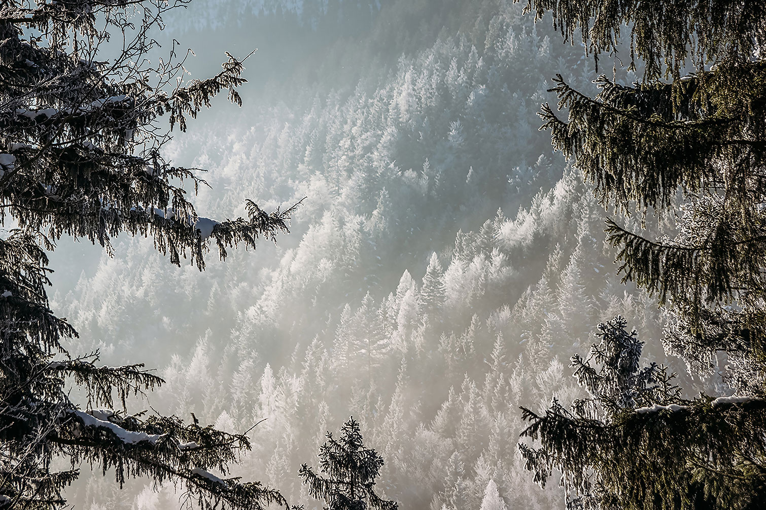Tableau forest in fog drama, HEXOA