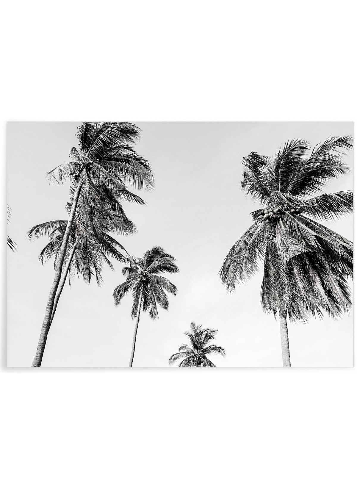 Affiche Palm Trees 8, L'AFFICHERIE