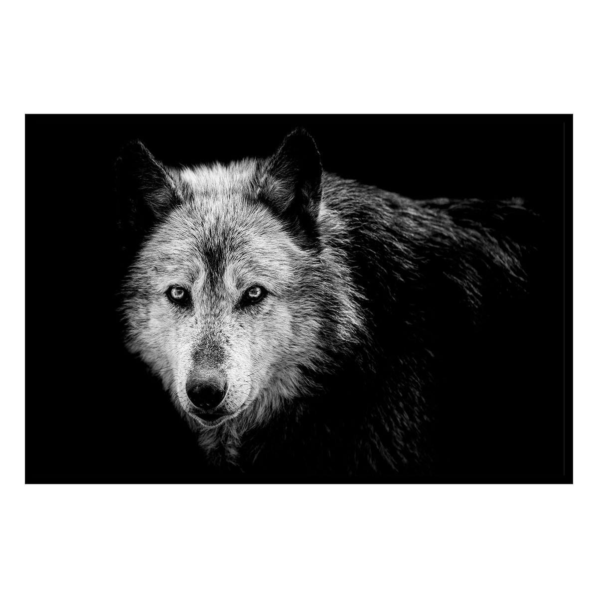 Affiche encadrée lion noir et blanc au regard bleu, HEXOA