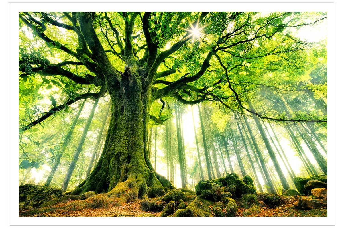 Affiche nature l 'hêtre de ponthus, HEXOA