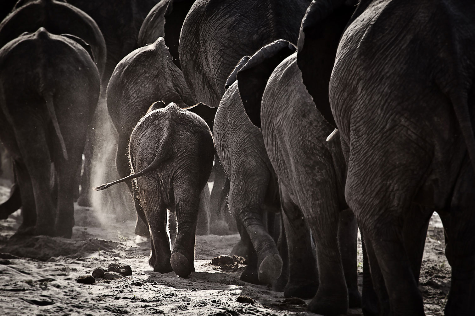 Tableau animaux cap Afrique, HEXOA