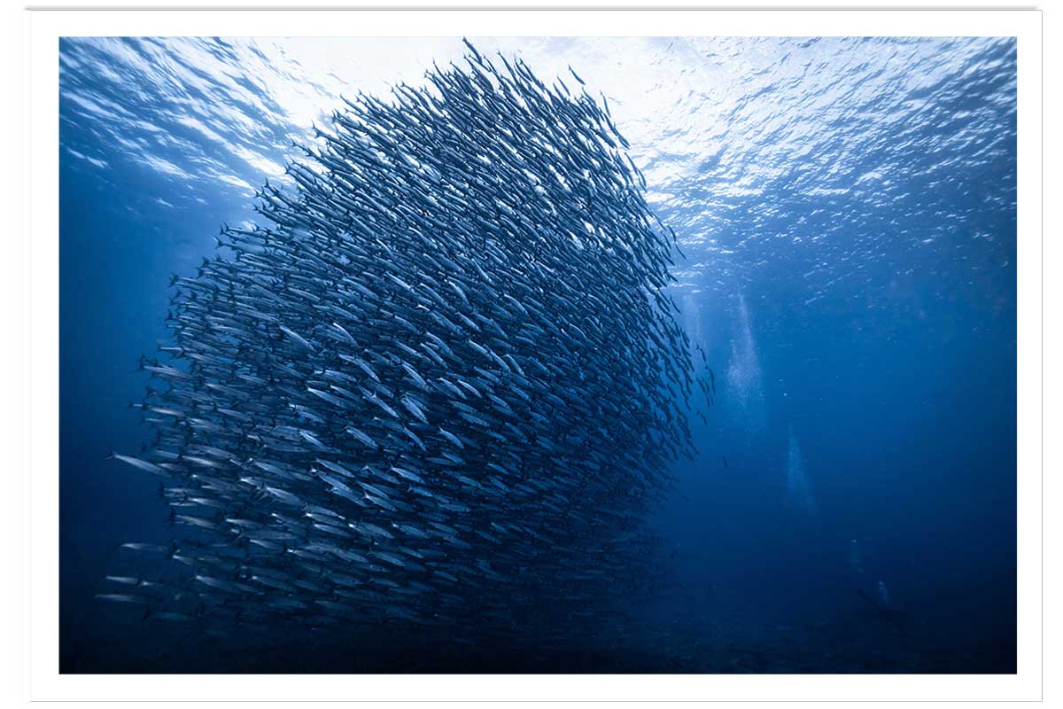 Affiche Masse bleue, HEXOA