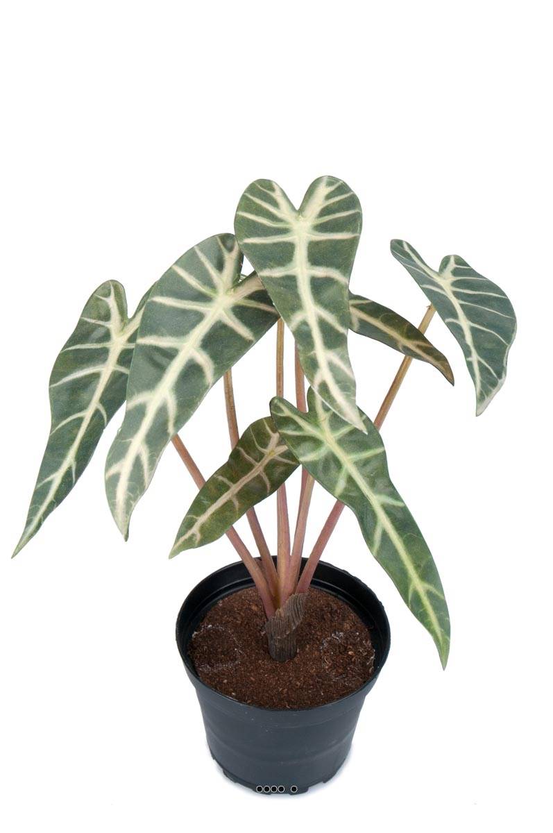 Alocasia artificiel, 7 grandes feuilles, ARTIFICIELLES