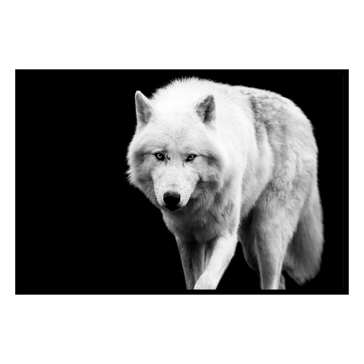 Affiche encadrée loup blanc sur fond noir, HEXOA