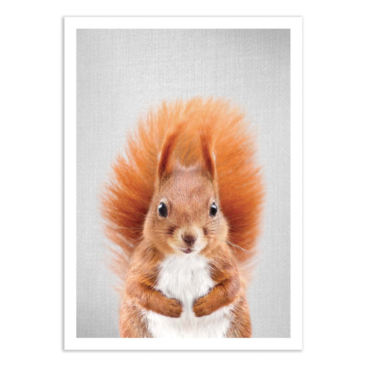 Affiche d'art - Squirrel - Gal Design, WALL EDITIONS