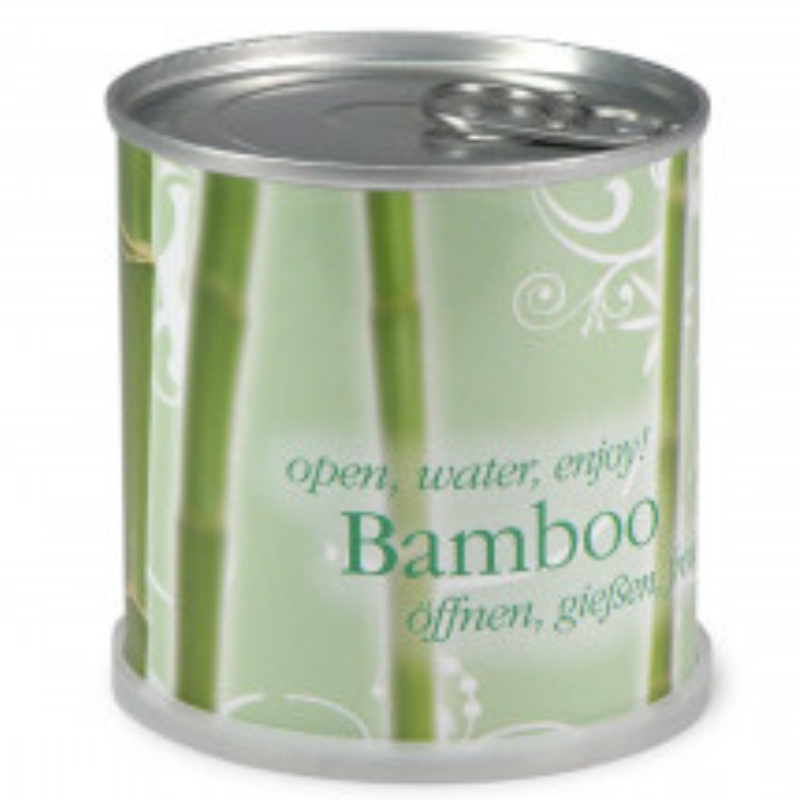 Bambou Prêt à pousser en canette, MAC FLOWERS