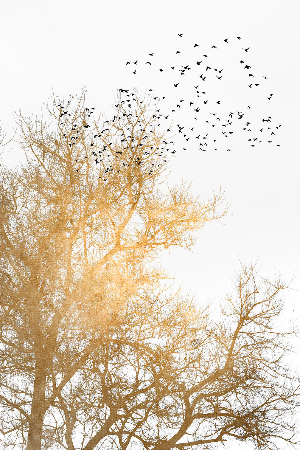 Tableau dessin Ciel d'or, HEXOA