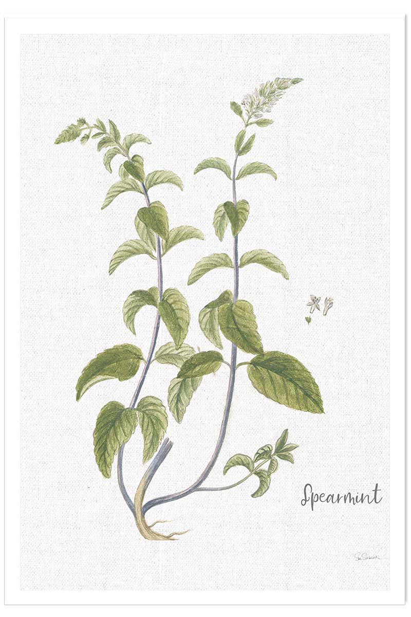 Affiche fleurs Menthe verte illustrée, HEXOA
