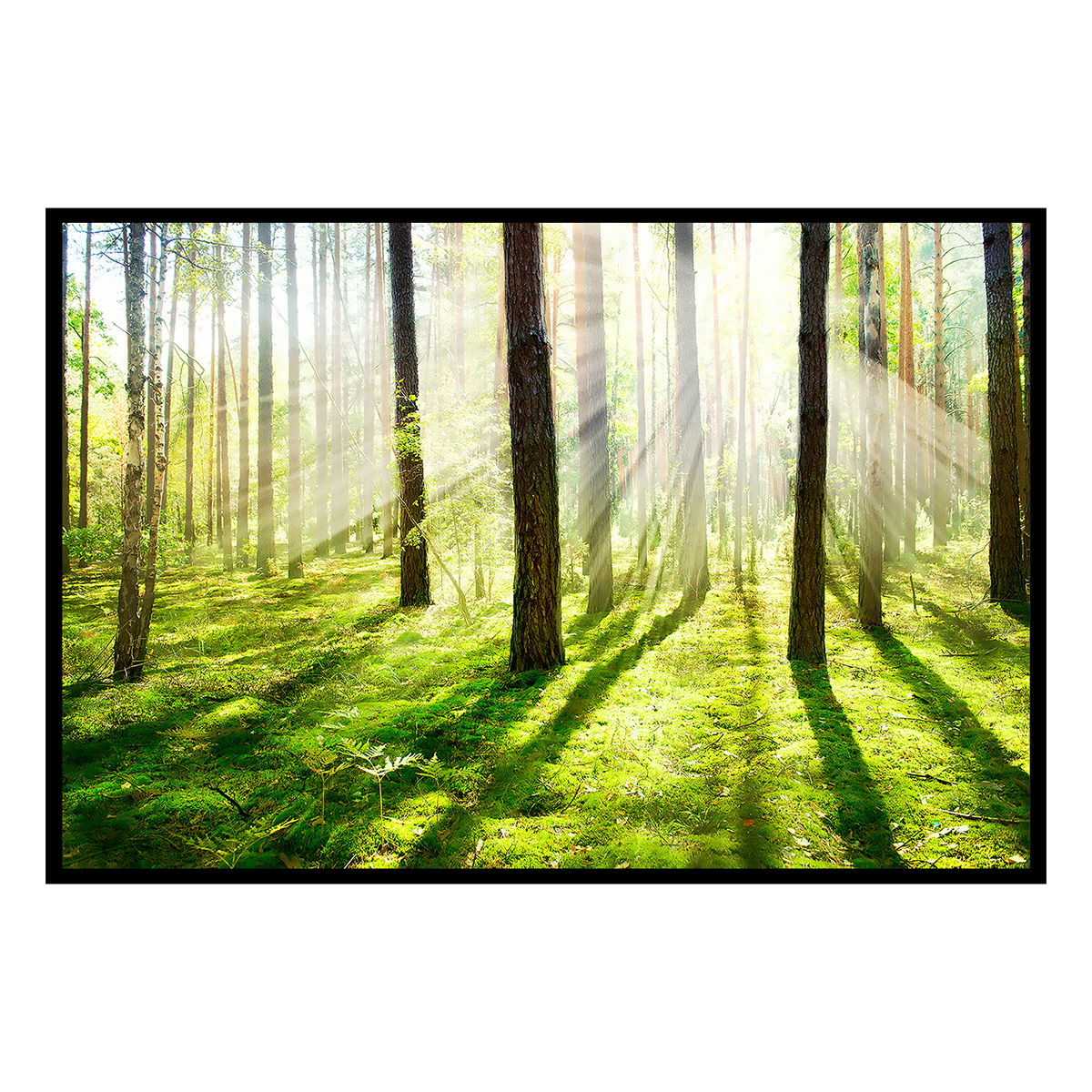 Affiche encadrée forêt lumineuse au soleil, HEXOA