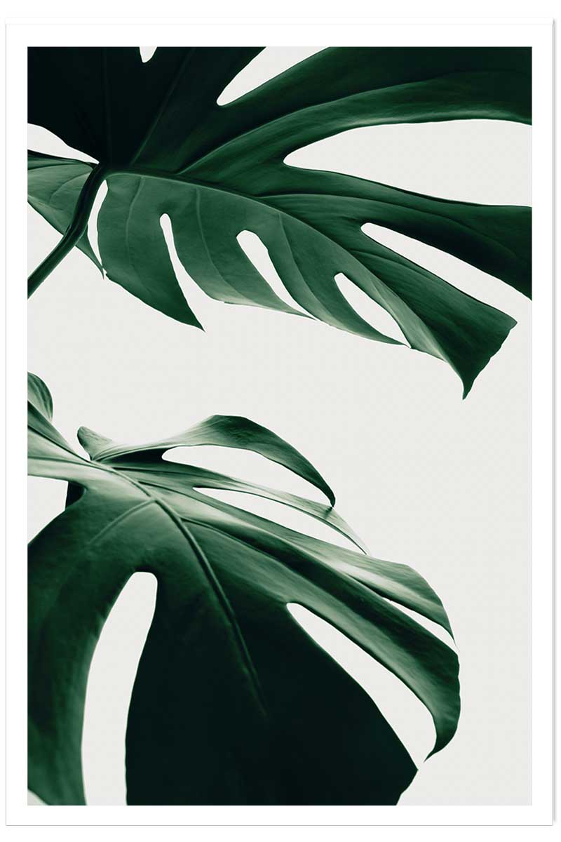 Affiche monstera due, HEXOA