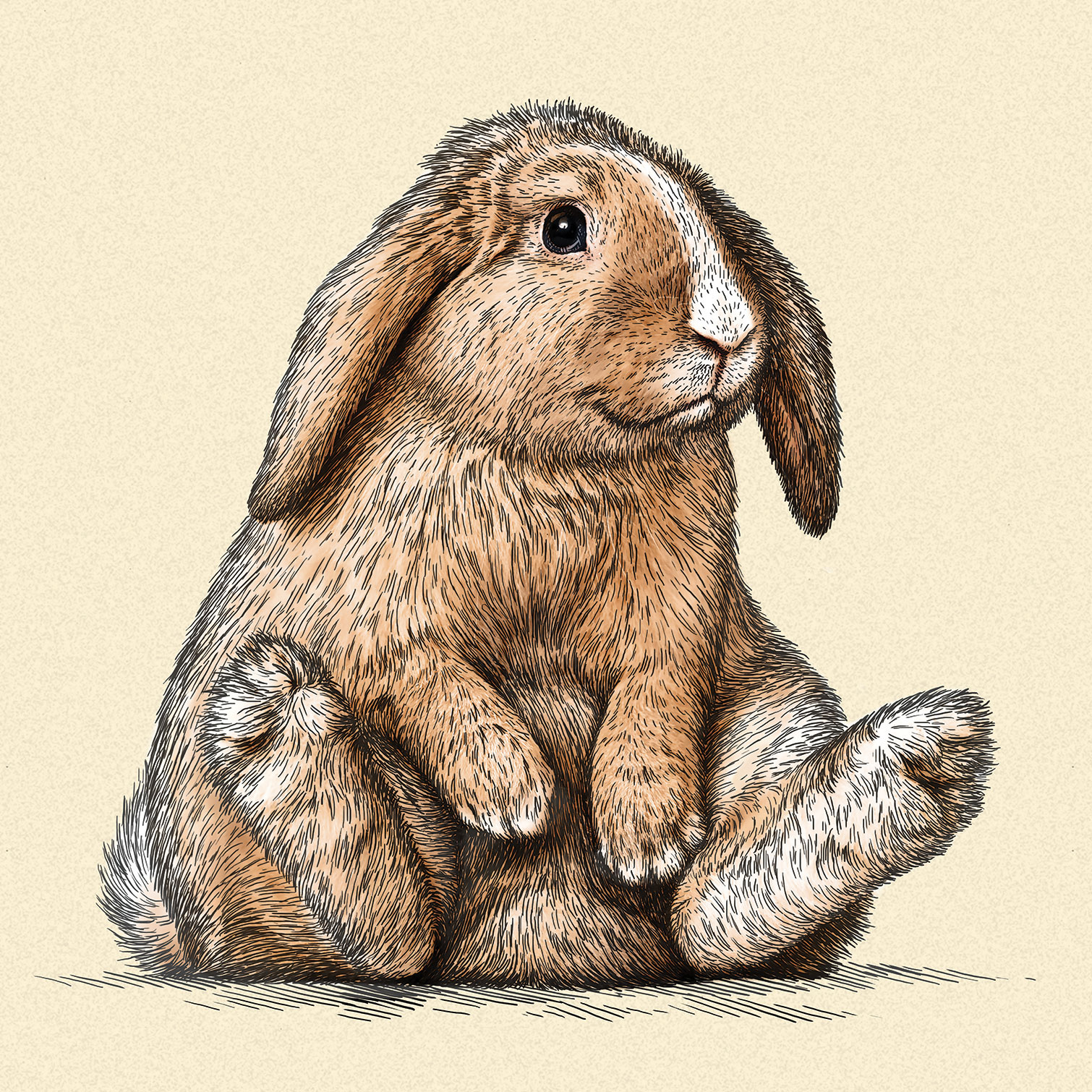 Tableau enfant lapin belier sur son arriere train, HEXOA