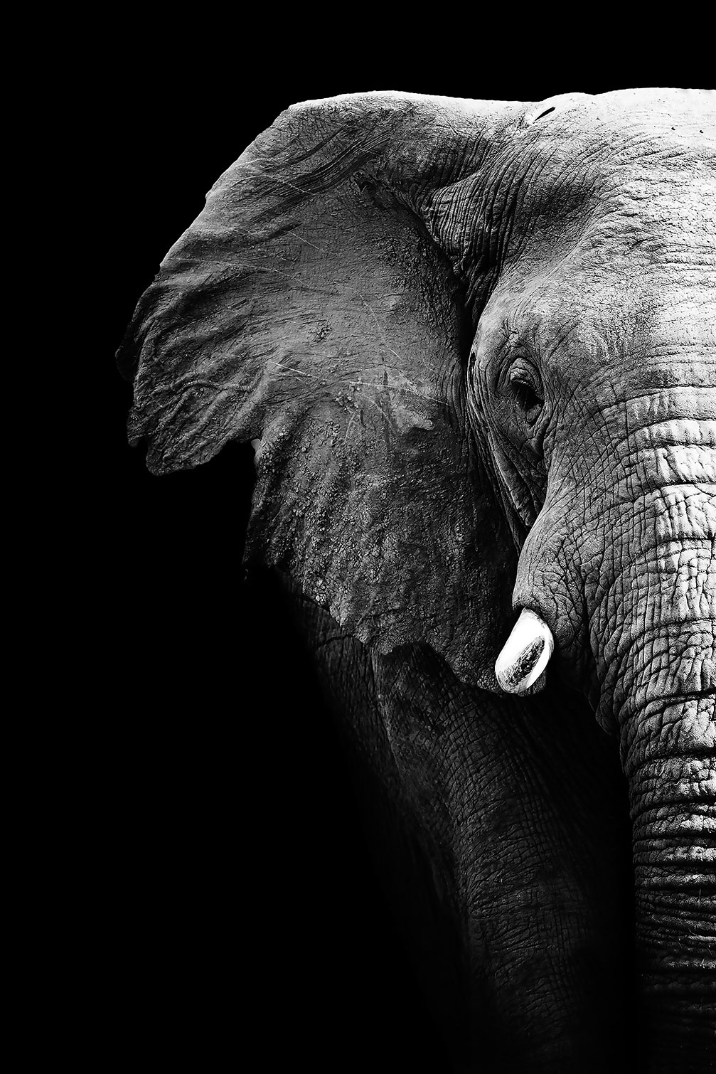 Tableau photo éléphant, HEXOA