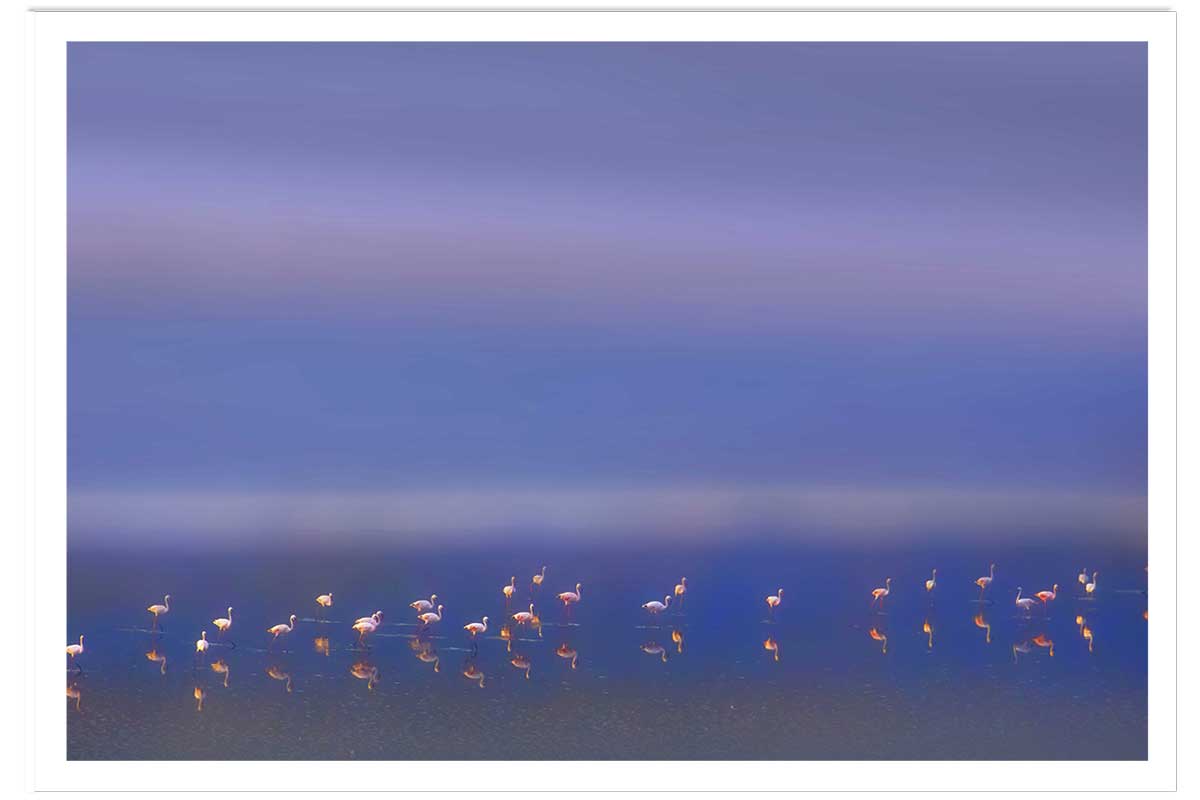 Affiche Flamants Tôt le matin, HEXOA