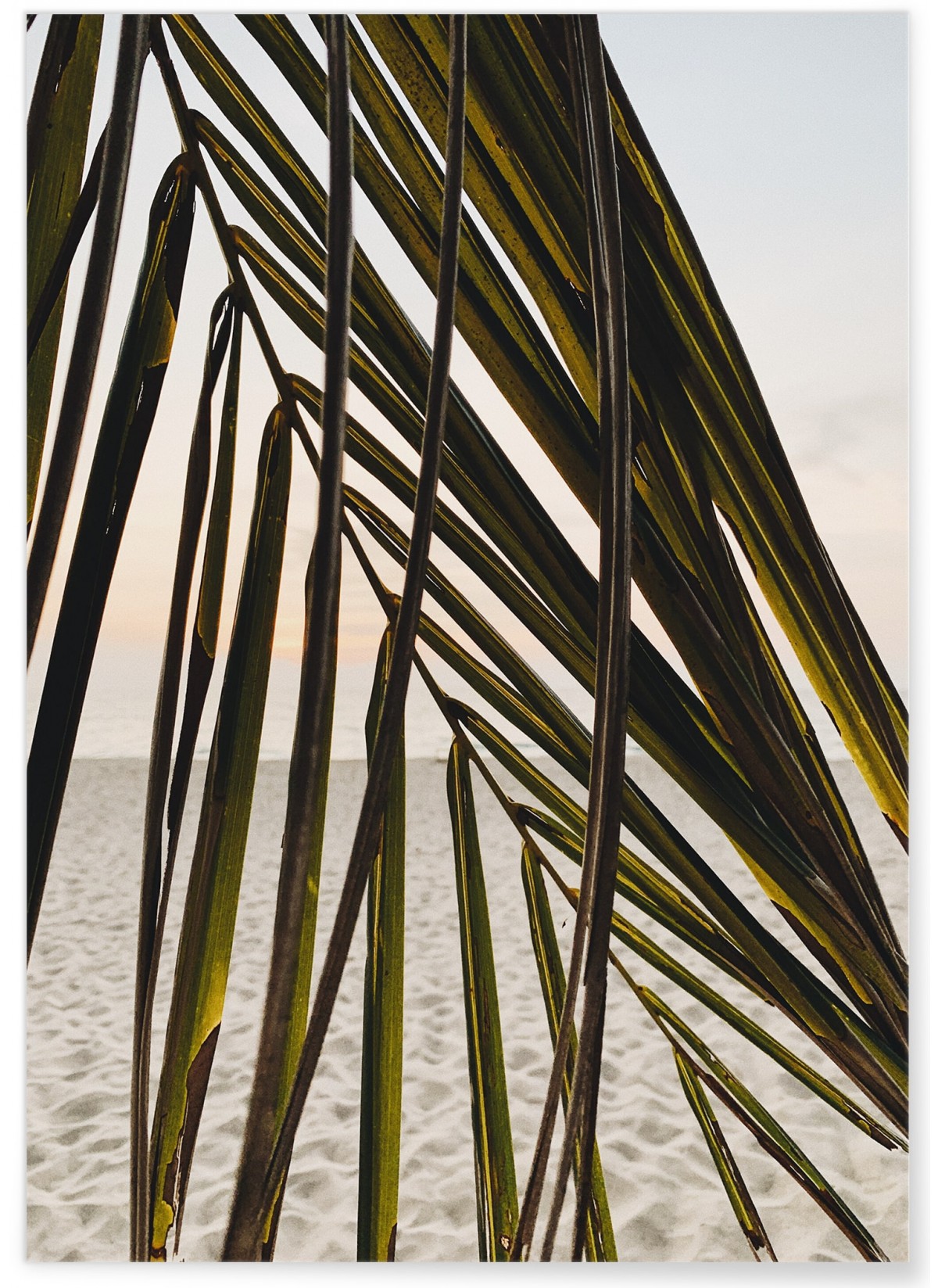 Poster Nature Feuille palmier plage, L'AFFICHERIE