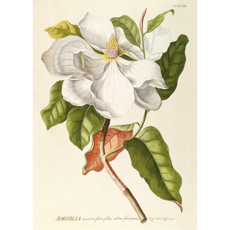 Poster magnolia, THE DYBDAHL CO