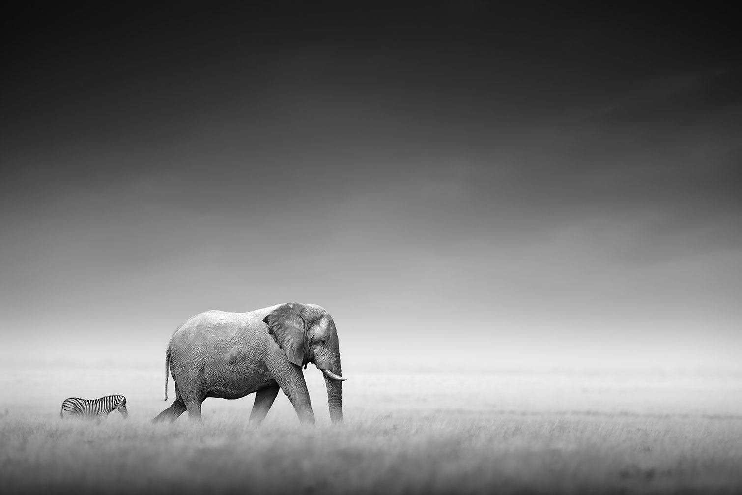 Tableau animaux artistic processing, HEXOA